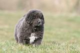DOGUE DU TIBET 732